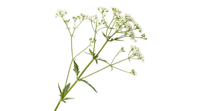Wild white yarrow wildflowers branch on green stem isolated on transparent background cut out