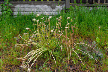 Mature dandelion plant (Taraxacum officinale) with long flower stalks and spent seed heads growing in wet grass beside a concrete fence. Useful for weed control, wild plant identification, lawn care a © Volha