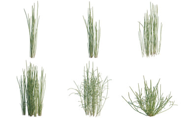 Obraz premium Set of Equisetum hyemale tree, elevation, front view, cutout, transparent background, isolate, Various Green Grass Clumps - 3D Rendered Assets for Game Development and Landscape Design
