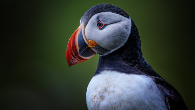 Puffin