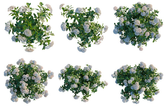 Set of  Hydrangea macrophylla Mix tree plan, top view, cutout, transparent background, isolate, Viburnum Opulus Bush Collection - Realistic 3D Rendered Assets for Landscape Design