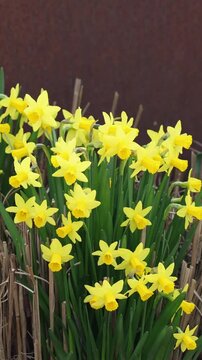 Yellow daffodil flowers swaying in the wind
