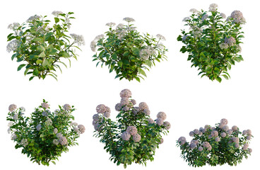 Set of Hydrangea macrophylla Thistle tree, elevation, front view, cutout, transparent background, isolate, Vibrant Hydrangea Bushes - Detailed 3D Render for Landscape Design and Botanical Art © Peter Hai
