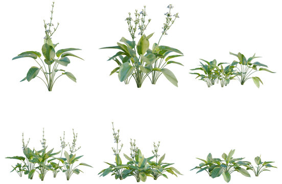 Set of Echinodorus grandiflorus tree, elevation, front view, cutout, transparent background, isolate, Variety of Green Plants with Delicate Flowers - Realistic 3D Rendered Assets for Design