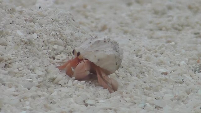 Hermit crab scuttles across a sandy beach, showcasing its shell and vibrant orange legs