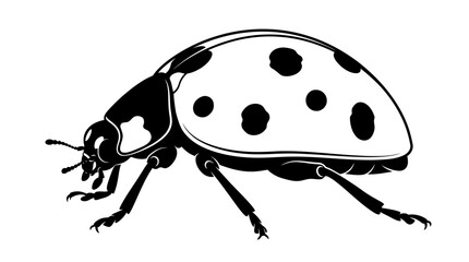 Black and white ladybug insect side view. © Mr