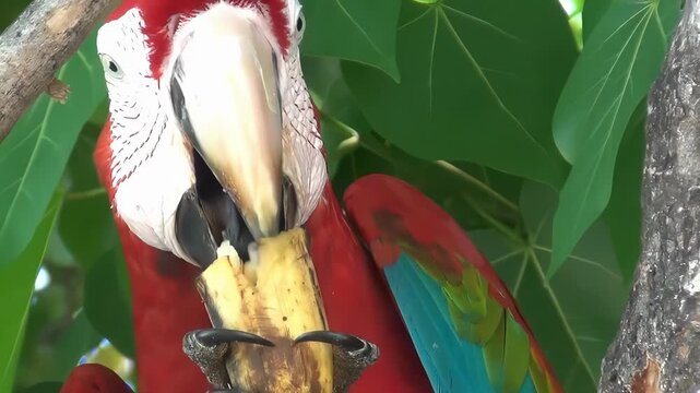 Close-up of a vibrant macaw parrot eating a piece of fruit on a tree branch