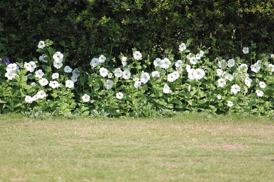 white flowers in the garden