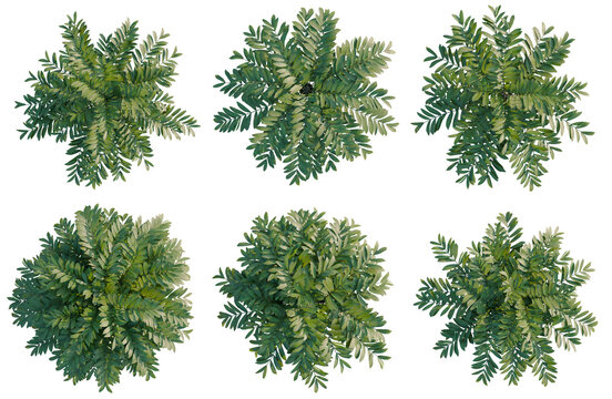 Set of  Zamia furfuracea tree plan, top view, cutout, transparent background, isolate, Six lush green tree canopies from above, perfect for landscape design and nature backgrounds.