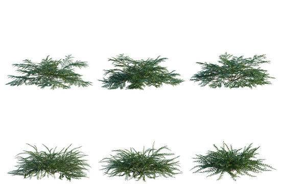 Set of  Cotoneaster horizontalis tree plan, top view, cutout, transparent background, isolate, Collection of evergreen shrubs - ideal for landscaping design elements and nature backgrounds.