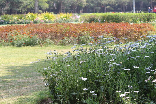 field of flowers
