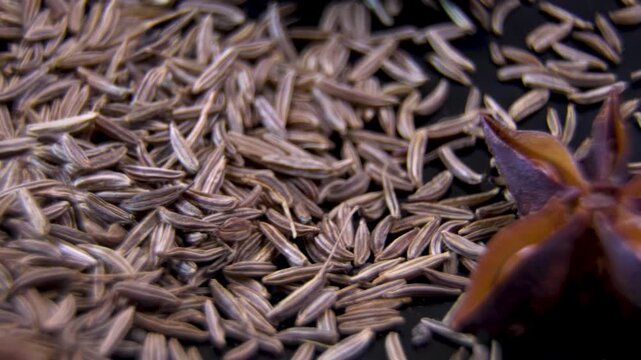 Cumin Seeds (Cuminum cyminum) and Star Anise (Illicium verum). Cuminaldehyde and anethole volatile bioactive lipids. Traditional carminative pharmacology ingredients.