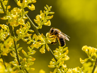 Honey Bee Collecting Nectar from Yellow Flower © Miguel Ángel RM