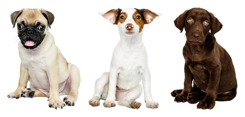 PNG Three adorable sitting puppies on transparent background © Rawpixel.com