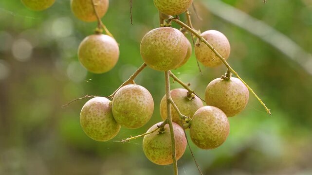 Macro details of a backlit longan fruit bunch against a blurred green bokeh background, symbol of Vietnam.