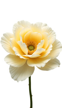 Flower with pale yellow petals and a green center stands against a white background in a simple pose showcasing its natural beauty Generative AI