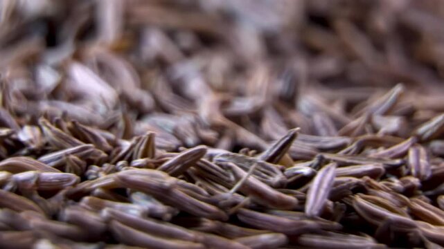 Cumin seed morphology (Cuminum cyminum). Traditional carminative digestive pharmacology ingredient.