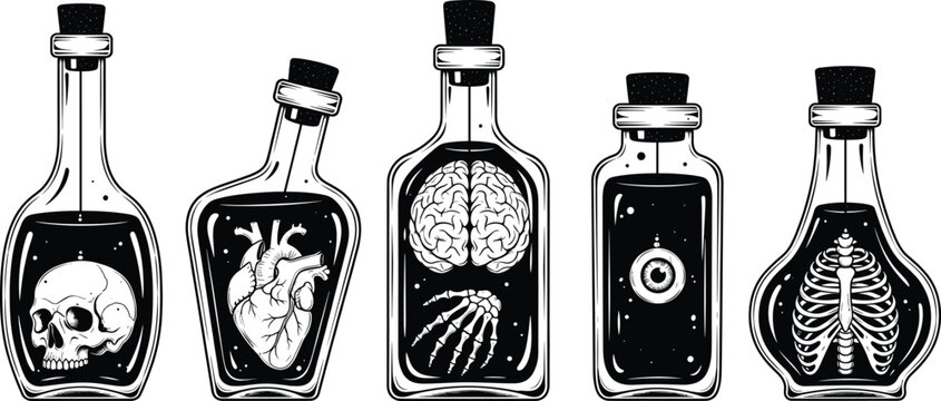 Detailed human anatomy illustration, heart, brain, spine, vertebral column, medical biology vector illustration