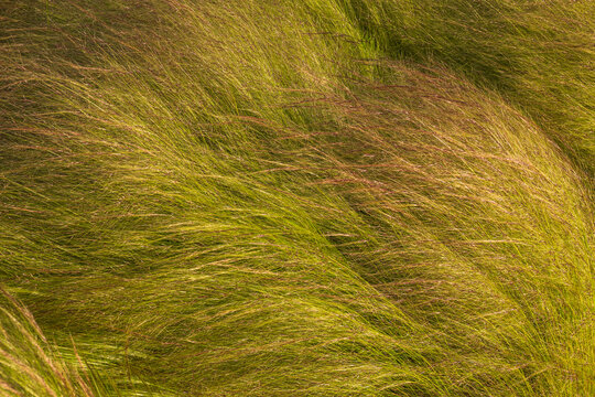 Green grass texture background blowing in the wind, beautiful long wild field lawn in movement or dynamic natural herbal abstract pattern under sunlight.