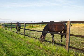 Dark brown horses grazing green grass in fields behind a wooden paddock fence near greenhouses at a countryside farm ranch © 015EARTH