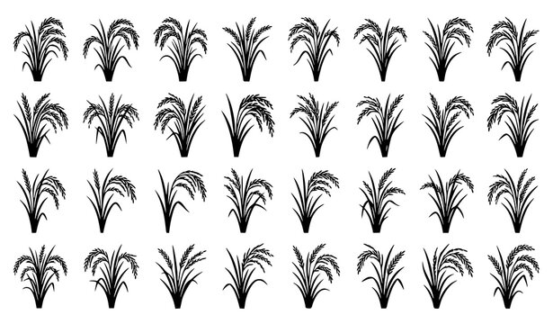 Hand Drawn Rice Plant Sheaf Collection with Agricultural Grain Botanical Outline Illustration Set
