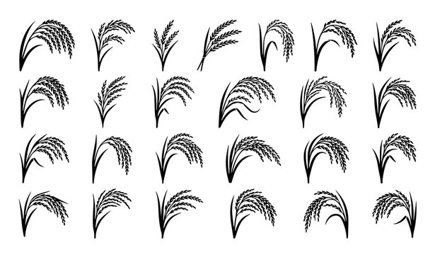 Vintage Hand Drawn Rice Ears Collection with Detailed Agricultural Grain Botanical Sketch Elements