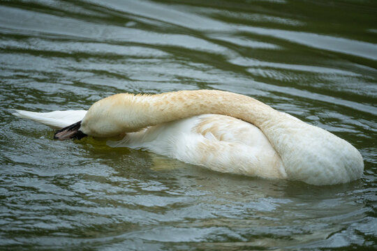 Wild Swans