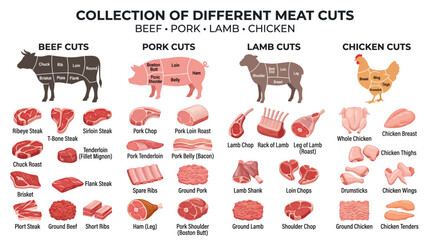Collection of Different Meat Cuts Beef Pork Lamb and Chicken Visual Guide for Butchers Chefs © Syam Artwork