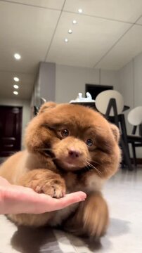 Adorable brown puppy resting on a persons hand in a modern room with a blurred background and soft lighting effects