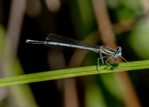 White-legged damselfly (Platycnemis pennipes) perched on a green grass blade