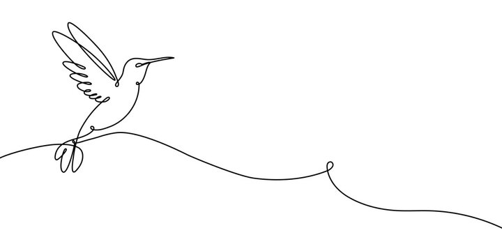 Continuous one line hummingbird bird humming art vector drawing outline. Hummingbird illustration bird logo hibiscus flower abstract feather tropical icon colibri paradise color clipart draw wing