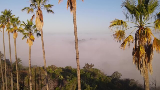 Aerial shot of morning fog behind a row of palm trees. Los Angeles California.