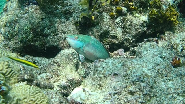Close up of a parrotfish resting near a rocky underwater crevice