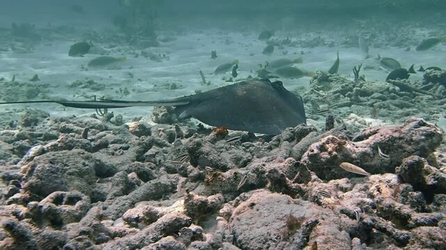 Southern stingray swimming close to a rocky rubble seabed in Key Largo Florida