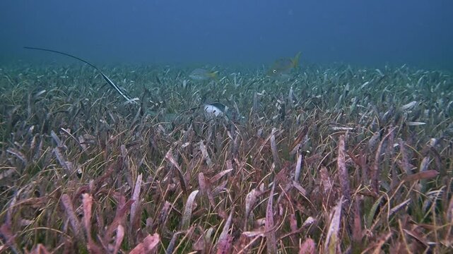 Southern stingray resting in a seagrass bed in Key Largo Florida