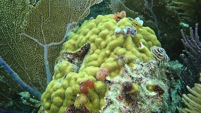 Colorful Christmas tree worms growing on brain coral with sea fans in Key Largo Florida