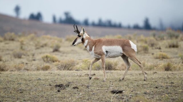 Pronged buck walking across an autumn meadow landscape in Yellowstone National Park
