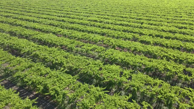 Aerial shot of rows of grape vines on a large farm in California&rsquo;s Central Valley