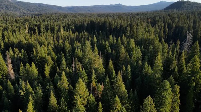 Flying over a mountainside forest in Southern Oregon at dawn