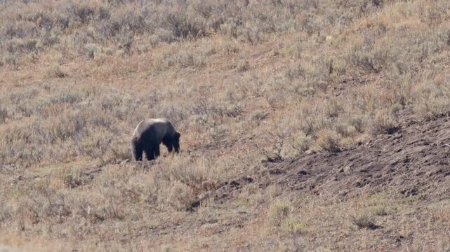 Large grizzly bear digging and looking for food on a dry, brushy hillside in Yellowstone National Park