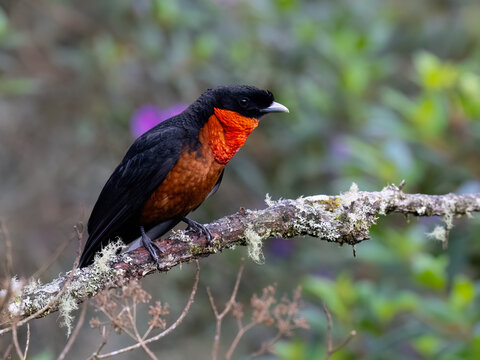 Male Red-ruffed Fruitcrow Perched on a Mossy Rainforest Branch