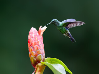 Obraz premium Steely-vented Hummingbird Hovering Near Pink Tropical Ginger Flower