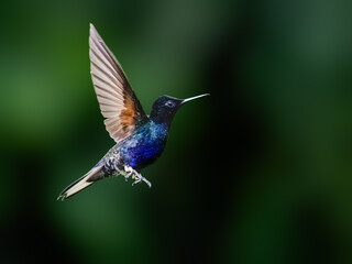 Obraz premium Velvet-purple Coronet Hummingbird Hovering in Tropical Forest Background