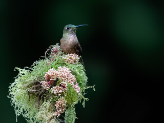 Obraz premium Fawn-breasted Brilliant Hummingbird Perched on Mossy Branch in Cloud Forest