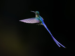 Obraz premium Male Violet-tailed Sylph Hummingbird Hovering Against Black Background