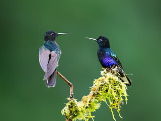 Obraz premium Pair of Velvet-purple Coronet Hummingbirds Perched on Mossy Branch
