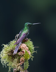 Obraz premium Empress Brilliant Hummingbird Perched on Mossy Branch in Rainforest