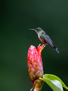 Female Long-tailed Sylph Hummingbird Perched on Red Ginger Flower