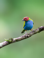 Obraz premium Bay-headed Tanager Perched on Mossy Branch in Rainforest