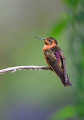 Obraz premium Shining Sunbeam Hummingbird Perching on Lichen Covered Branch